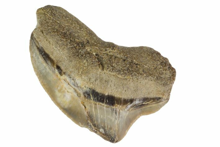 Fossil Crow Shark (Squalicorax) Tooth - Texas #164676